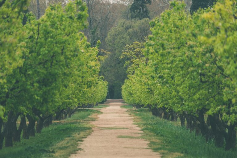 Tree-lined path representing progress, patience, and moving forward before the destination is clear.