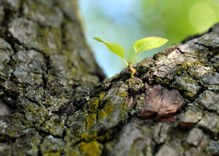 Small green leaves emerging from tree bark, symbolizing quiet personal growth and resilience.